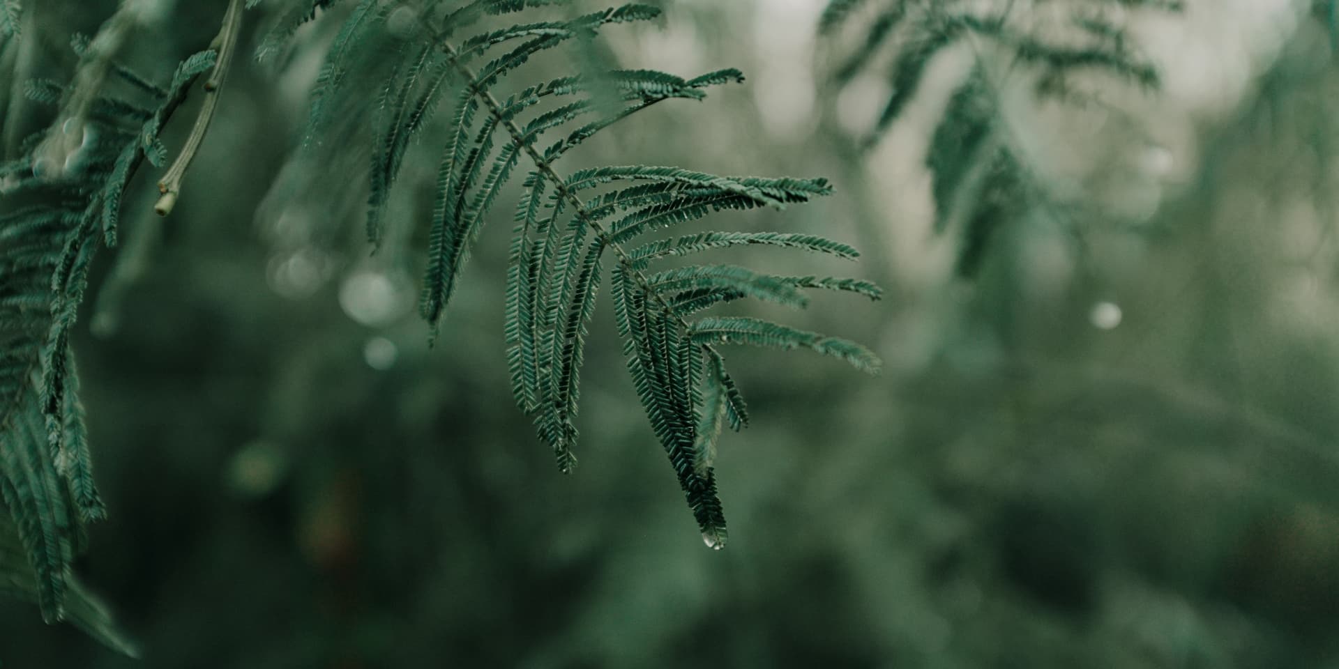 Photography by Muhammad Hadid