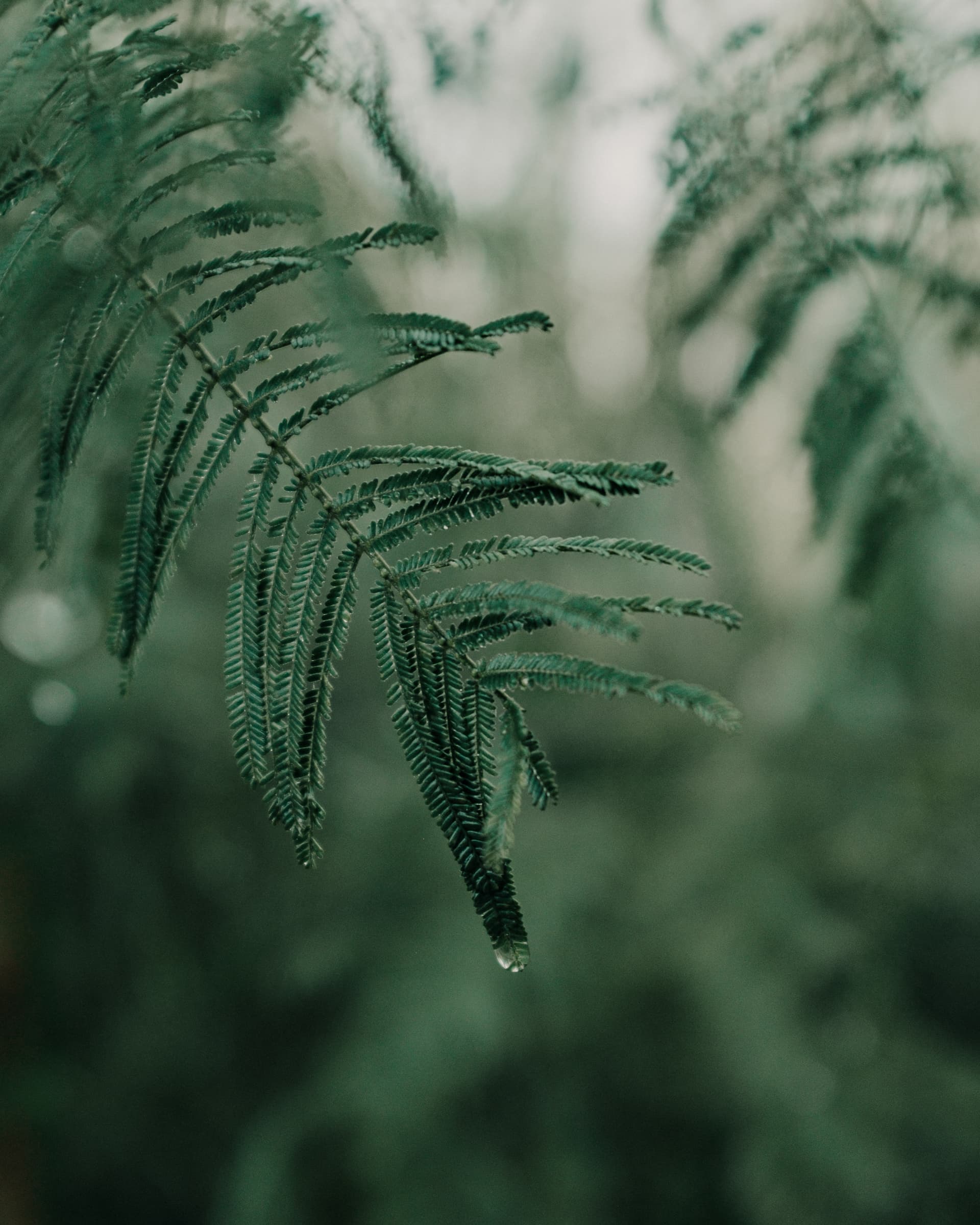 Photography by Muhammad Hadid
