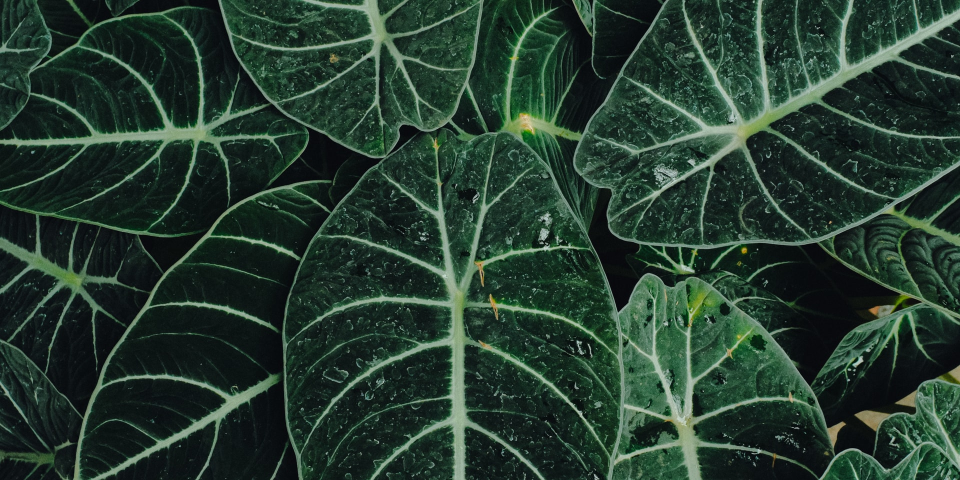 Photography by Muhammad Hadid